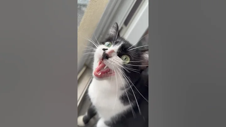 funny cat chattering at birds || ekekekkekkek