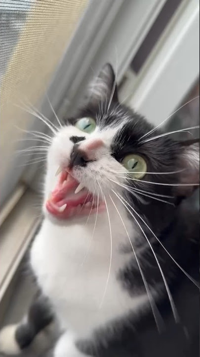 kucing lucu berceloteh pada burung || ekekekkekkek