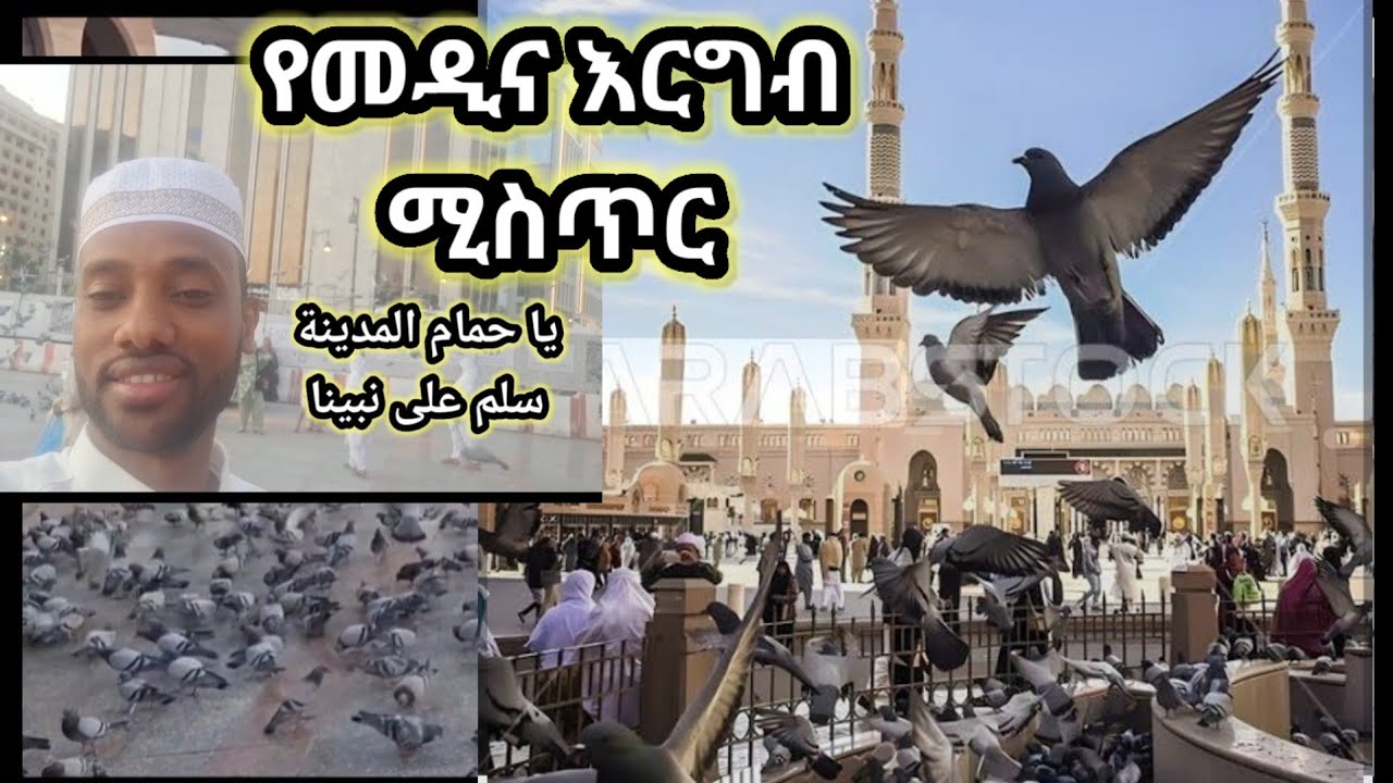 የመዲና እርግቦችና ሚስጥራቸው የመዲና ማስታወሻ ክፍል 20 