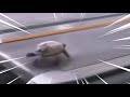 Turtle gas gas gas meme