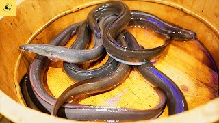 도쿄에서 먹기에 더 안전한 구운 장어 vs 복어