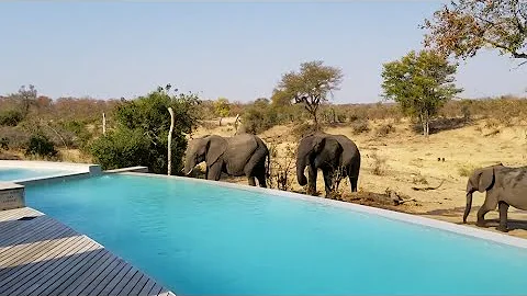 A Heard Of African Elephants Drinks Water In a Pool - Best moments caught on camera  2022