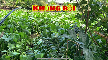 Câu Cá Tra Sông - Trúng Ổ Chạm Tráng Hàng Khủng | Fishing - Miền Tây