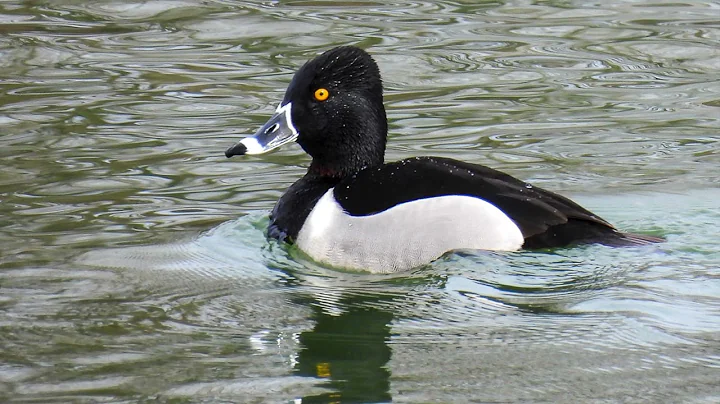 Bird Photos - Best of 2021 by Bill Hatten