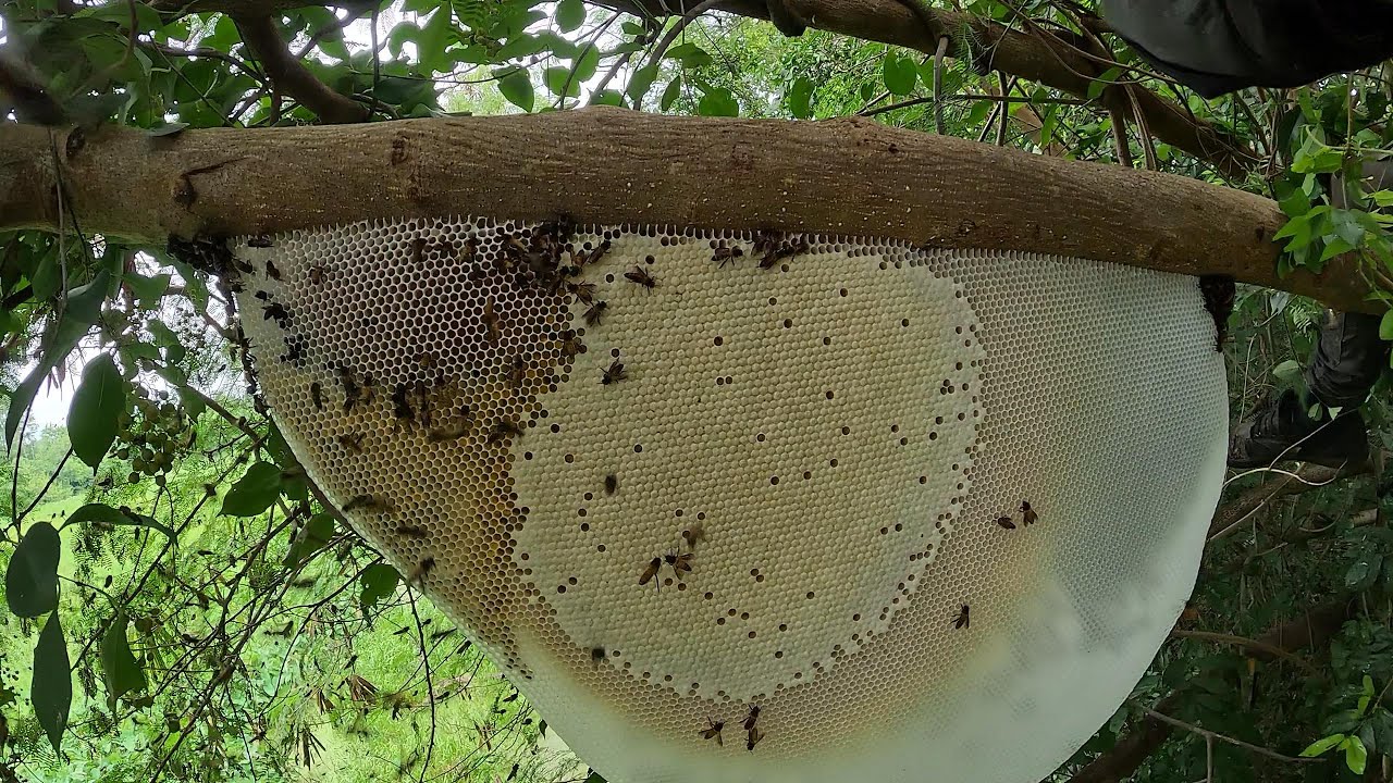 ตามตัวตอมเครือเปลือง 2รังอ่อนสวยทั้งหมด  |  พรานหมึก คนตีผึ้ง