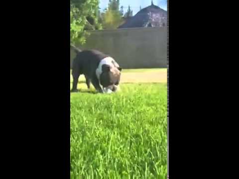 AMERICAN BULLY DOG camera iphone 8 plus apk