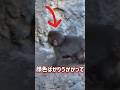 サルのパンチの近況