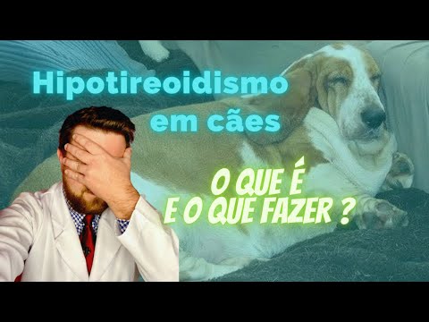 Vídeo: O que você deve saber sobre problemas comuns de tireóide em cães