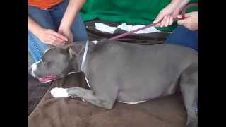 A4768096 Bella Pit Bull Mix