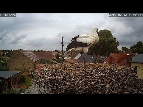 Falkenthal Stork Cam Archive B live cam preview