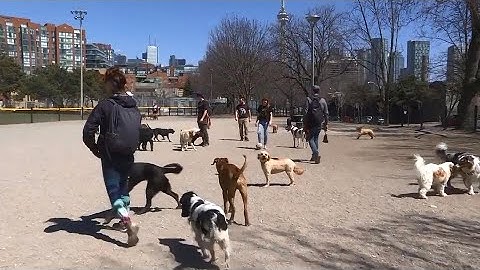 Local start-up to launch app that connects owners and dog sitters