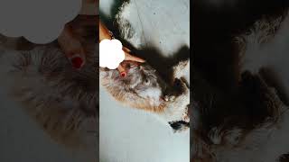“Shih Tzu Pregnancy Week by Week | week five🫰 She will give birth in 4 weeks.