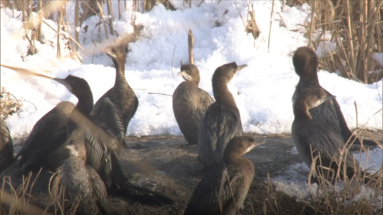 World endangered pygmy cormorants recorded in China for first time
