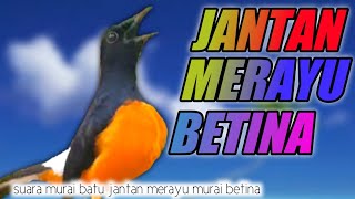 SUARA MURAI BATU JANTAN MERAYU MURAI BETINA