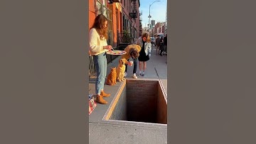 ⭐ 3D Art Trap.He “Disappears” Into the Hole — And She Looks WAY Too Happy! #funny #3dart #dog #cat