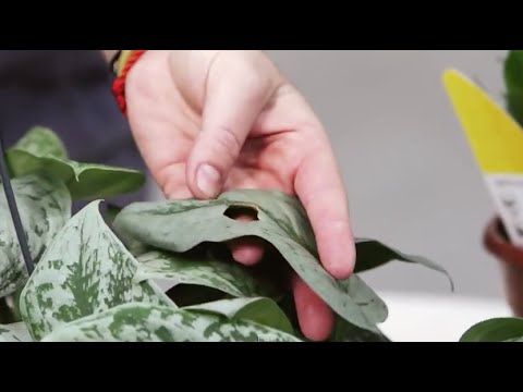 Video: Pochva Na Izbových Rastlinách (25 Fotografií): Ako Bojovať Doma? Ako Sa Zbaviť Drobného Hmyzu Na Kvetoch: účinné Prostriedky. Ako Vyzerá Pochva?