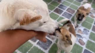 Chấn Động Việt Nam Tập 2