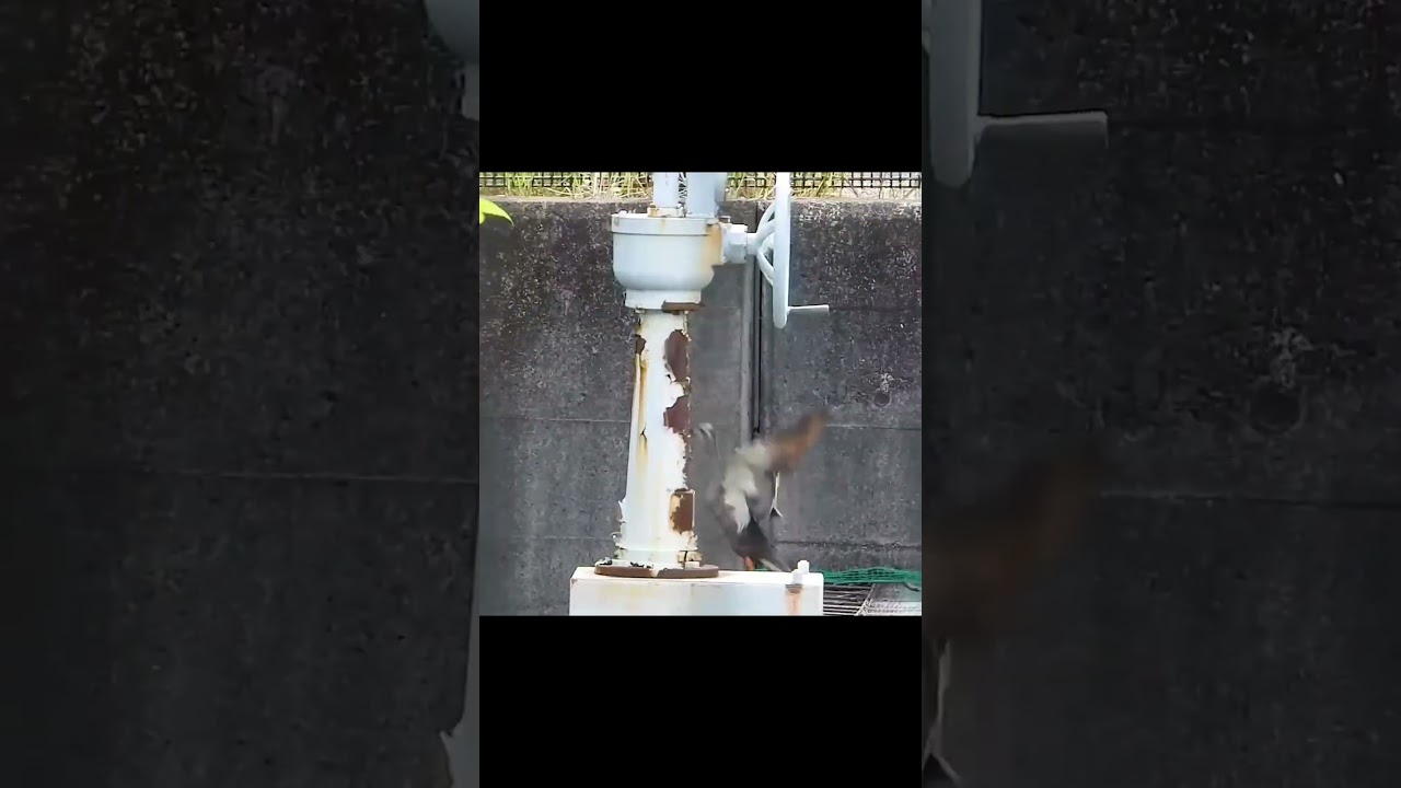 Mom Duck Trains Her Babies to Jump! 🦆💪🐥 The Great Cliff Challenge!　