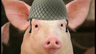 Digital Artifact Project - The Pig War