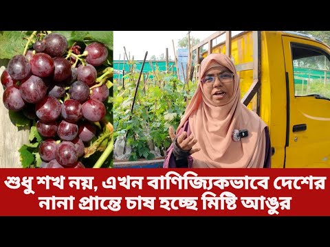 শুধু শখ নয় এখন বাণিজ্যিকভাবে দেশের নানা প্রান্তে চাষ হচ্ছে মিষ্টি আঙুর