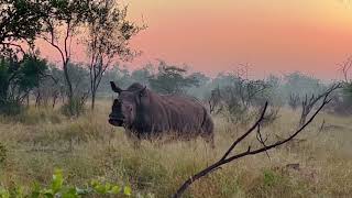 Gorgeous Rhino Encounter At Sunrise