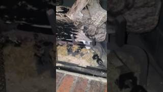 Issue With G46 Burner