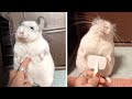 Adorable Chinchilla Loves Being Brushed