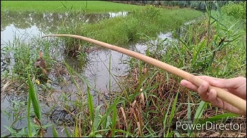 #27. Câu Cá Lóc | Nhấp Vịt Là Phải Dính 2 Con | BIGGEST fish caught from a duck | Fishing