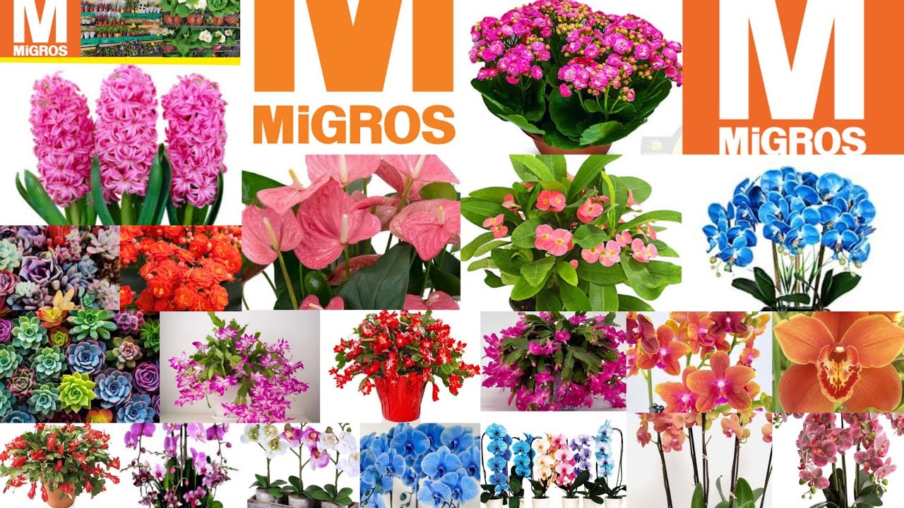 📢 MİGROS ORKİDE ŞENLİĞİ 📢 RENGARENK GÜZELLİKLER GELDİ📢 EKSİ 16 ZİRAİ DON SONRASI ÇİÇEKLERİM