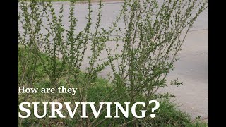 How are the Privets doing? (2021) Privets Being Invasive Reality