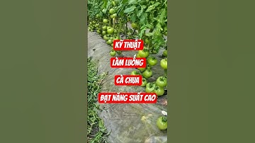 Kỹ thuật trồng luống cà chua đạt năng suất cao #nguoiyeulamvuon