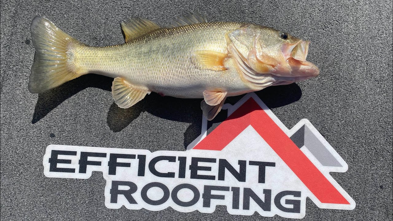 Underwater bed fishing for bass with the Arizona custom baits dropshot