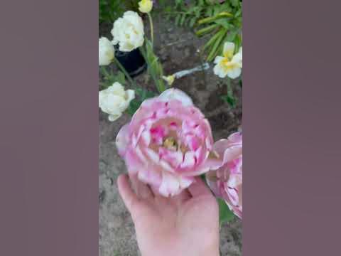 Тюльпан Дабл Тач - махровый - YouTube