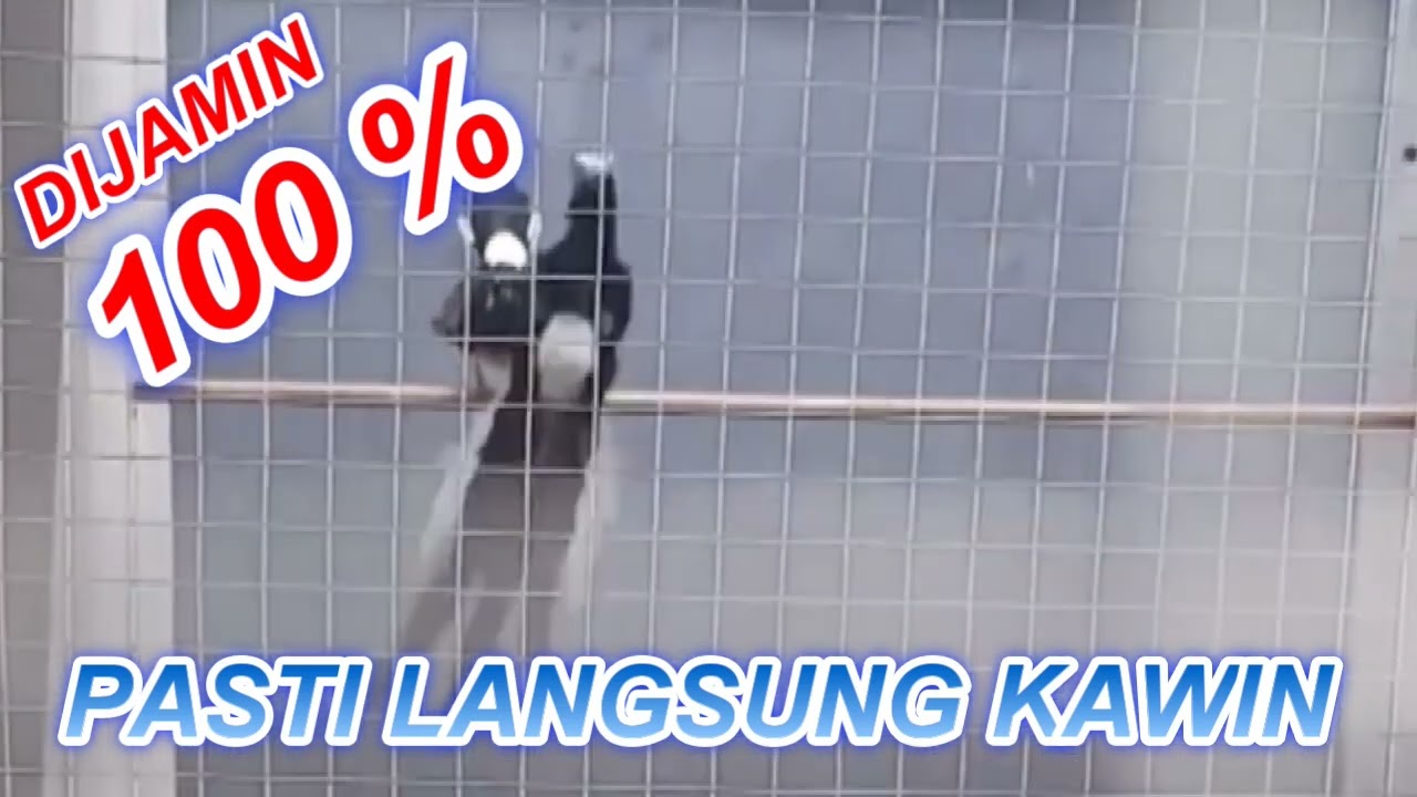 LANGSUNG KAWIN BURUNG ANDA DIJAMIN 100% CUSS  #muraibatugacor