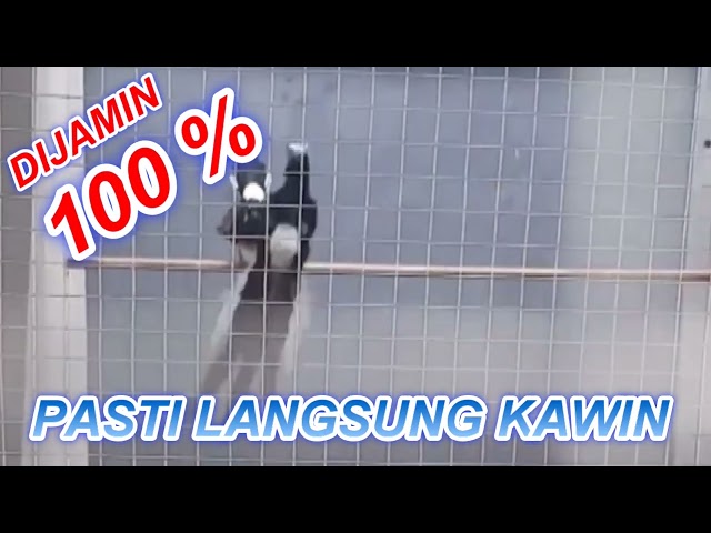 LANGSUNG KAWIN BURUNG ANDA DIJAMIN 100% CUSS  #muraibatugacor class=