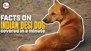 Meet The Indian Pariah Dog! | Indian Pariah Dog in 1 Minute | AnimalSnapz by Animal Snapz 1,195 views 8 months ago 1 minute, 32 seconds