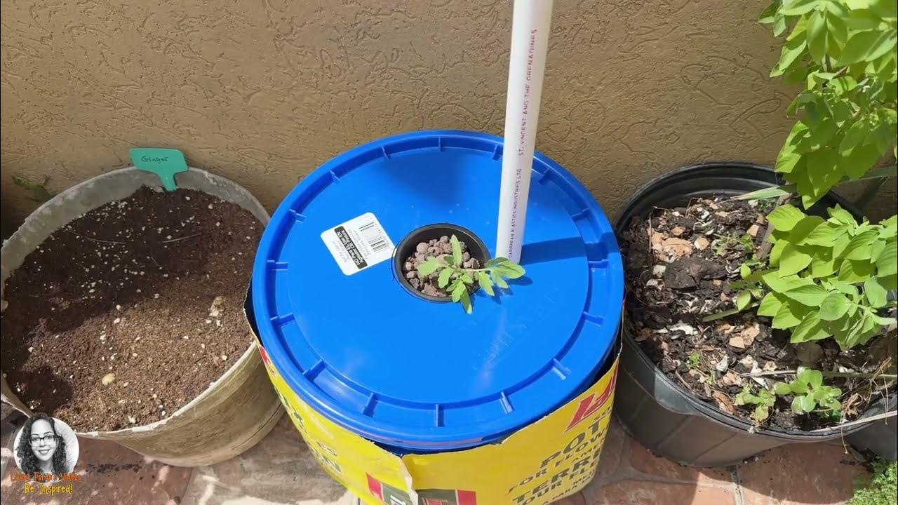 Growing Tomatoes Using The Kratky Method Of Hydroponics YouTube