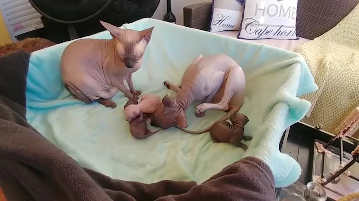 Video 1200241: don sphynx cats family, newborn kittens