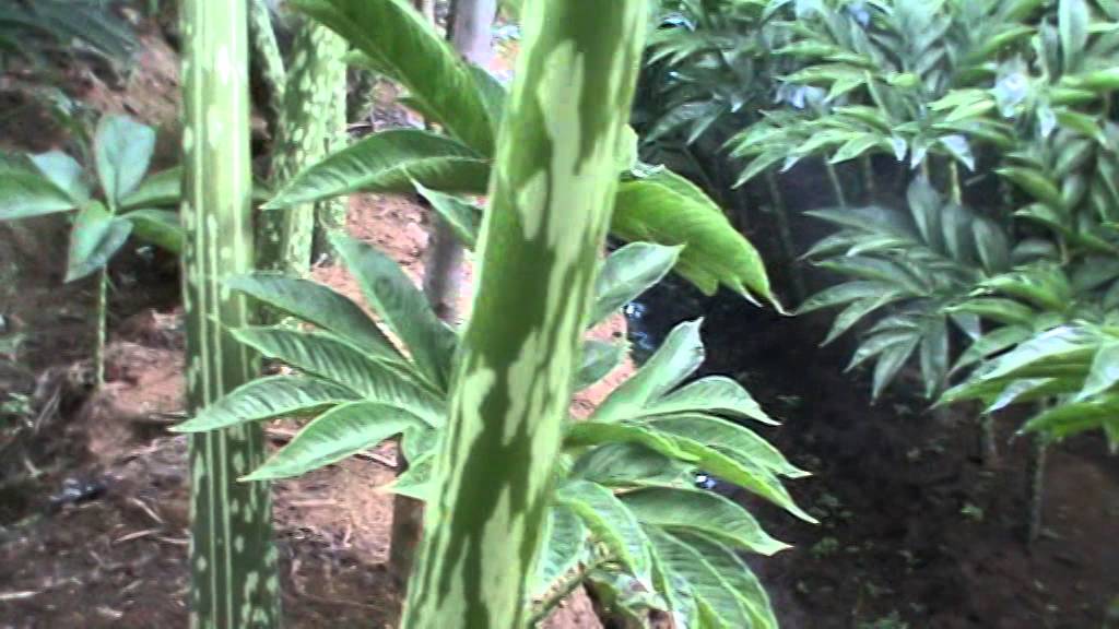  Budidaya Porang Amorphophallus konjac Onchophillus YouTube