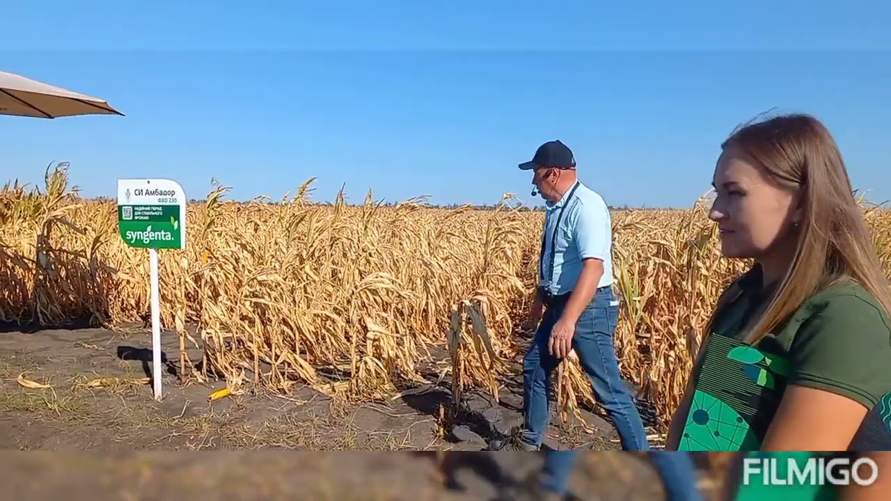 Демо кукурудзи від сингента.