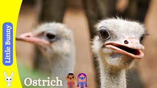 Amazing Ostriches: Fun Facts for Kids! The Largest Bird in the World | Educational Video