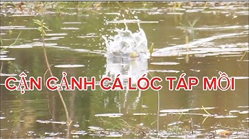 Câu cá lóc daklak cần haruan tải tĩnh 7kg bảo hành 6 tháng báo cá quá phê p4 huynhvananfishing
