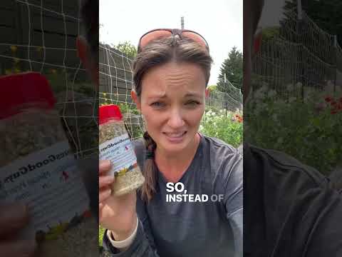 Videó: Kalóz poloskák a kertekben: tippek apró kalózbogár nimfák és tojások megtalálásához