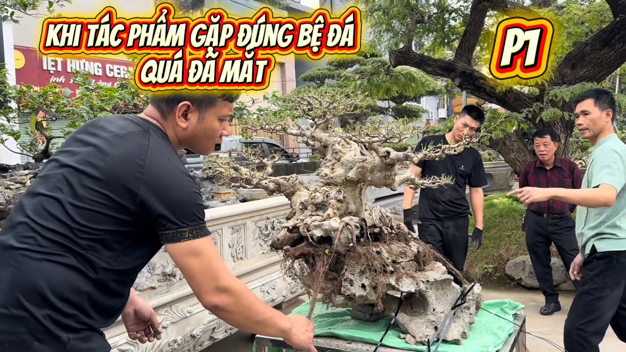 Phần 1 : Khi Tác Phẩm Gặp Đúng Bệ Đá – Quá Đã Mắt  #bonsai #caycanh #caycanhbonsai #çay 
