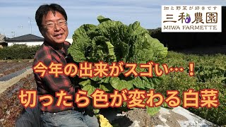 猛暑でも育った！3kg超えの白菜「オレンジクイーン」がついに完成（2025.11.23）