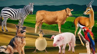 Animal sounds, farm animals - cow, cat, chicken, pig, goat, sheep, duck by Animal Universe 52,520 views 1 year ago 8 minutes, 33 seconds