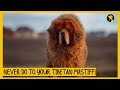 5 Things You Must Never Do to Your Tibetan Mastiff