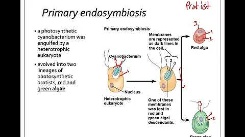 28.2 Endosymbiosis