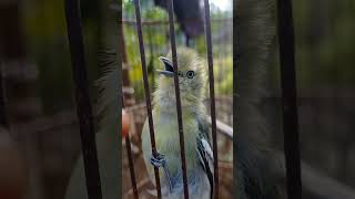 MERDUNYA SUARA SIRPU ..