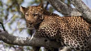 Out of Africa Theme Song (Kumar ELLAWALA)